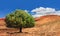 Lonely green argan tree in the middle of the desolating valley in Morocco. Beautiful Northern African Landscape