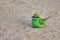A lonely green bee-eater Merops orientalis resting on the ground in Yala National park, Sri Lanka
