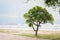 Lonely green frangipani tree, plumeria tree near the beach.