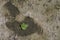 Lonely green leaf over cracked earth