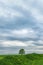 Lonely green oak in the field. Spring landscape with frown, thunderstorm sky.