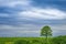 Lonely green oak in the field. Spring landscape with frown, thunderstorm sky.