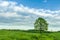 Lonely green oak in the field. Spring landscape with frown, thunderstorm sky.