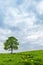 Lonely green oak in the field. Spring landscape with frown, thunderstorm sky.