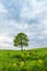 Lonely green oak in the field. Spring landscape with frown, thunderstorm sky.