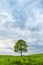 Lonely green oak in the field. Spring landscape with frown, thunderstorm sky.