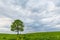 Lonely green oak in the field. Spring landscape with frown, thunderstorm sky.