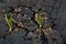 Lonely Green Plant Growing Through Cracks in the Ground, Nature Fighting the Heat. Hot sunny day