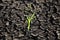 Lonely green sprout in dry cracked ground. Green plant growing through cracks in the ground, nature fighting the heat. Drought,