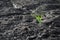 Lonely green sprout in dry cracked ground. Green plant growing through cracks in the ground, nature fighting the heat. Drought,