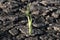 Lonely green sprout in dry cracked ground. Green plant growing through cracks in the ground, nature fighting the heat. Drought,