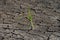 Lonely green sprout on lifeless soil cracked by drought