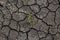 Lonely green sprout on lifeless soil cracked by drought