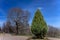 Lonely green thuja on the background of the spring bare trees without any leaves and blue clear sky in park Kolomenskoye