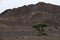 Lonely green tree in the Atlas brown mountains, Morocco