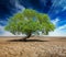 Lonely green tree on cracked earth