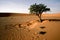 Lonely green tree in the desert. Climate change with desertification process. Generated AI