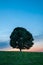 Lonely Green Tree on Grass at Sunset - Vertical