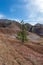 Lonely green tree growing in an orange clay desert. Ural refractory clay quarries. Vertical orientation