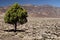 Lonely Green Tree rocky desert