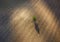 Lonely green tree top aerial view on the plowed field with picturesque evening sunlight spots with gradually light-shadow playing