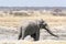 Lonely grey Elephant in the desert