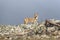 Lonely grey wolf between stones