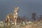 Lonely grey wolf between stones