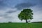 Lonely growing big oak and rainy clouds on the sky