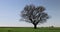 lonely growing oak without foliage in sunny weather