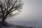 a lonely growing oak tree in the winter season