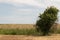 A lonely growing tree in the middle of a field in the background is a hall