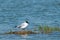 Lonely gull Black headed Gull on the lake.