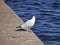 A lonely gull looking on the river