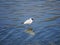 Lonely gull in the river