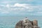 Lonely gull stood up on a stone, on a rocky region, in Campeche, Florianopolis, Brazil