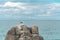 Lonely gull stood up on a stone, on a rocky region, in Campeche, Florianopolis, Brazil