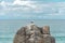 Lonely gull stood up on a stone, on a rocky region, in Campeche, Florianopolis, Brazil