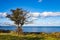 Lonely half died tree on the sea coast with blue cloudy sky. Loneliness, feeling alone, mood of loneliness, end of life