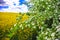 Lonely hawthorn tree flowering against blooming colza field.