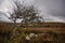 Lonely Hawthorn tree in Ireland