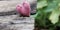 Lonely heart on wooden background