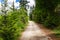 Lonely Hiker on a Forest Path on a Spring Day