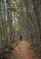 Lonely hiker walking in forest of Tierra del Fuego, Patagonia