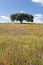 Lonely holm oak