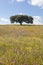 Lonely holm oak