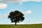 Lonely holm oak in the meadow