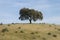 Lonely holm oak tree