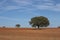 Lonely holm oak trees