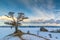 Lonely holy tree and rock Shamanka